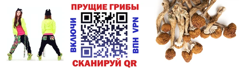 Галлюциногенные грибы прущие грибы  Купить где  Новохопёрск 